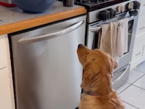 出来立て一番乗り！ ポップコーンマシンの横で「おこぼれ」を待機する賢い犬