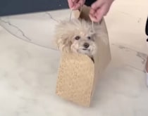 猫みたい(笑) 犬だって紙袋がだいすき♡