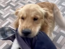 「みんな、ありがとうワン！」YouTube登録者1万人を達成し、お外で「お祝いの舞」を披露する犬
