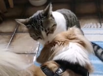 散歩に行く犬、毎朝猫さんとの別れが辛い！