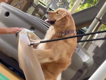 「もっと揺らして！」飼い主さんとブランコ遊び。耳をなびかせて大喜びのゴールデンレトリバー