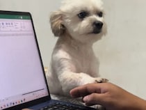 「人間はいつもその箱を見て何をしてるの？」パソコンに嫉妬しちゃう寂しがり屋な犬さん