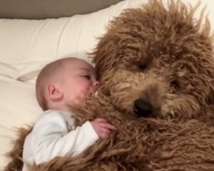 もっふもふ♡ まるで大きなぬいぐるみと添い寝しているみたい!