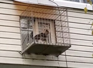 犬小屋が宙吊り！？…と思ったら、実は愛犬のための特別なアレでした