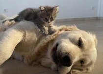 ふわふわだぁ♡ 子猫のベッドになってあげるゴールデンレトリバーさん♪