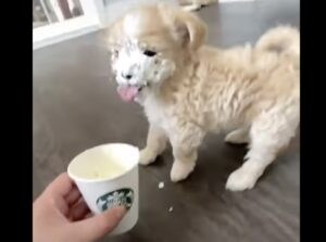 顔がクリームだらけ！でもすっごく満足そうな子犬