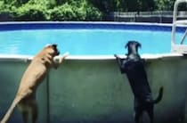 この高さは無理と思ったのに…「え、お前そんなに飛べるん？」友達に置いて行かれちゃった犬さん