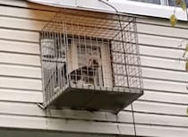 犬小屋が宙吊り！？…と思ったら、実は愛犬のための特別なアレでした