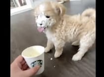 顔がクリームだらけ！でもすっごく満足そうな子犬