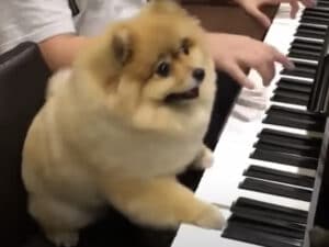 演奏するよ〜♪ 一緒に音楽を楽しんでくれるポメラニアン。