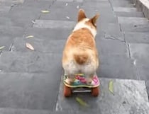 スケボーの天才犬、長〜い階段に挑戦！