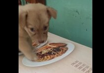 食べたいのになんで味がしないの？ 写真のパスタを本物と思っている子犬