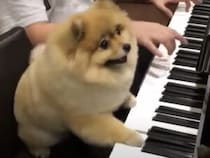 演奏するよ〜♪  一緒に音楽を楽しんでくれるポメラニアン。