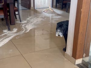 「ボク、犯人じゃないワン」口周りの白いヒゲが隠しきれないけれど… 否認する犬さん