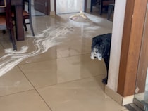 「ボク、犯人じゃないワン」口周りの白いヒゲが隠しきれないけれど… 否認する犬さん