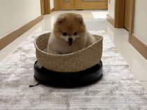 ロボット掃除機があったら1度はやるよね！上に乗って遊ぶ子犬。