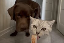 犬「猫のおやつも美味しそうだなぁ」 ひと口でいいから味見したい！
