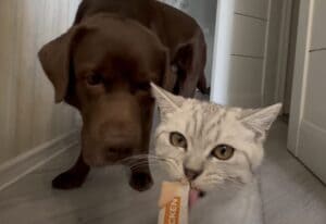 犬「猫のおやつも美味しそうだなぁ」 ひと口でいいから味見したい！