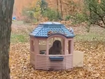 雨宿りにぴったりな場所を発見！ 別荘気分でくつろぐ大きな犬さん