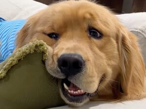 「ボクに気づいて」飼い主を見つめて20分！ 無言の圧力が強すぎるゴールデンレトリバー