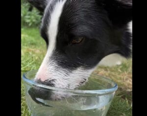ブクブク〜♪ 子どもみたいに水遊びする犬さん