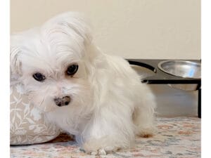 「ママが準備する時と全然違う！」パパの朝ごはんに納得がいかないマルチーズの抗議