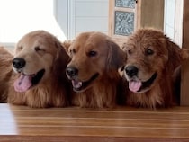 「ボクたち3つ子だワン！」 何をするにもそっくりすぎる犬さんたち