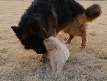 【はじめての冒険】大きな背中を追いかけて。草原をお散歩する仲良しな先輩と子犬