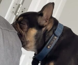 本当に寝てるの!? 犬さんの寝相にびっくり！