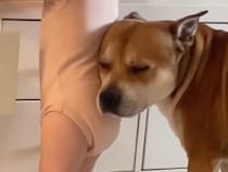 「ボクが守るワン！」さりげなく赤ちゃんを支える賢い犬さんたち