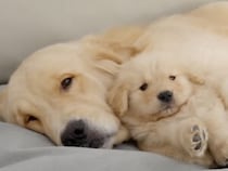 「寂しいだろうから…」と理由をつけて、子犬に添い寝しに行く先輩犬