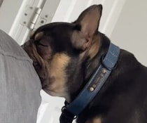 本当に寝てるの!? 犬さんの寝相にびっくり！