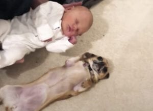 赤ちゃんと同じポーズでお出迎え♪ チワワの行動が可愛い！