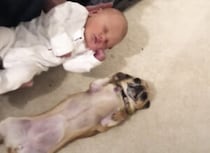 赤ちゃんと同じポーズでお出迎え♪ チワワの行動が可愛い！