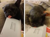 郵便物の上で居眠りしてたら、くっついて離れなくなっちゃった！