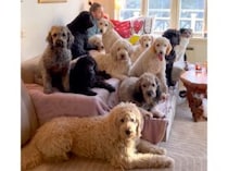 もふもふ大集合！ デカワンコ好きにはたまらない環境♡