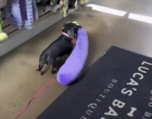 新しいおもちゃだー! 喜びっぷりが可愛いダックスフンドさん。