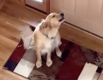 家にひとりだと勘違いした犬さん、とっても悲しい声で泣き始めて？