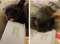 郵便物の上で居眠りしてたら、くっついて離れなくなっちゃった！