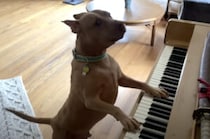 犬「キミのために一曲♪」 ピアノ演奏を披露してくれたよ！