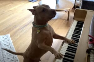 犬「キミのために一曲♪」 ピアノ演奏を披露してくれたよ！
