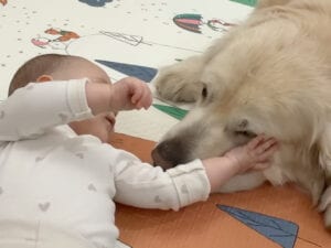 ベビーシッター犬？ ハイハイ練習を見守る、ふかふかで頼もしいお兄さんワンコ