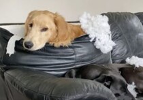 ソファをリメイク！ 容赦ないゴールデンレトリバーのイタズラ。