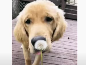 「たんぽぽが大好き」だという犬さん、鑑賞用かと思ってたら… パクっ！
