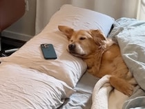 【大失敗！】寝坊した上に上司に見せてはいけないものを…！ 焦って逃げる犬さん