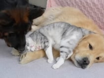 三角関係？ ゴールデンを独占する猫に、ヤキモチを焼くシェパード