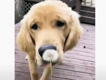 「たんぽぽが大好き」だという犬さん、鑑賞用かと思ってたら… パクっ！