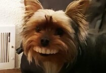 愛犬の歯を見て爆笑！ 入れ歯ですごい顔になっちゃった。
