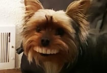 愛犬の歯を見て爆笑！ 入れ歯ですごい顔になっちゃった。