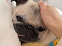 【天使の寝顔】アヒルのぬいぐるみをギュッ。お布団から出たくなくなるパグさん